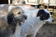 WALLACE, Hund, Mischlingshund in Rumänien - Bild 4