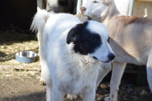 WALLACE, Hund, Mischlingshund in Rumänien - Bild 5