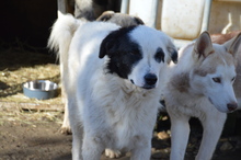 WALLACE, Hund, Mischlingshund in Rumänien - Bild 6