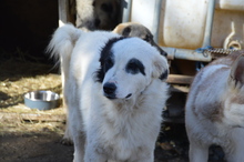 WALLACE, Hund, Mischlingshund in Rumänien - Bild 7