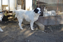 WALLACE, Hund, Mischlingshund in Rumänien - Bild 8