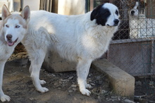 WALLACE, Hund, Mischlingshund in Rumänien - Bild 9