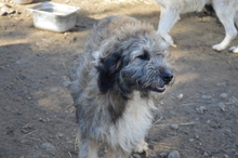 WILLY, Hund, Mischlingshund in Rumänien - Bild 2