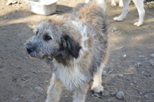 WILLY, Hund, Mischlingshund in Rumänien - Bild 3
