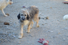WILLY, Hund, Mischlingshund in Rumänien - Bild 7