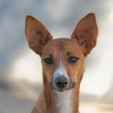 GASPAR, Hund, Podenco in Köln - Bild 1