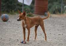 GASPAR, Hund, Podenco in Köln - Bild 10
