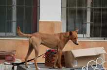 GASPAR, Hund, Podenco in Köln - Bild 12