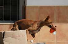 GASPAR, Hund, Podenco in Köln - Bild 13