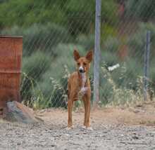 GASPAR, Hund, Podenco in Köln - Bild 14
