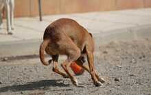 GASPAR, Hund, Podenco in Köln - Bild 15