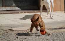 GASPAR, Hund, Podenco in Köln - Bild 17