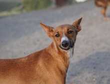 GASPAR, Hund, Podenco in Köln - Bild 18