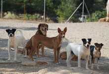 GASPAR, Hund, Podenco in Köln - Bild 20