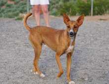 GASPAR, Hund, Podenco in Köln - Bild 21