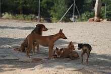 GASPAR, Hund, Podenco in Köln - Bild 22