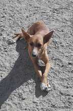 GASPAR, Hund, Podenco in Köln - Bild 24
