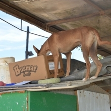 GASPAR, Hund, Podenco in Köln - Bild 27