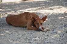 GASPAR, Hund, Podenco in Köln - Bild 3