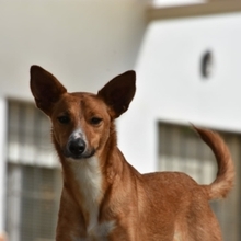 GASPAR, Hund, Podenco in Köln - Bild 30