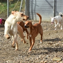 GASPAR, Hund, Podenco in Köln - Bild 32