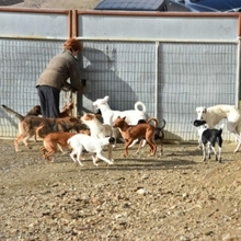 GASPAR, Hund, Podenco in Köln - Bild 33