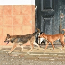 GASPAR, Hund, Podenco in Köln - Bild 34