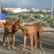 GASPAR, Hund, Podenco in Köln - Bild 37