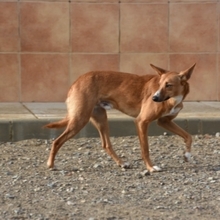 GASPAR, Hund, Podenco in Köln - Bild 38