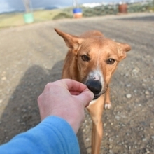 GASPAR, Hund, Podenco in Köln - Bild 39