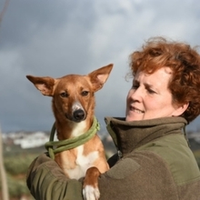 GASPAR, Hund, Podenco in Köln - Bild 41