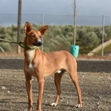 GASPAR, Hund, Podenco in Köln - Bild 42