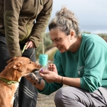 GASPAR, Hund, Podenco in Köln - Bild 43