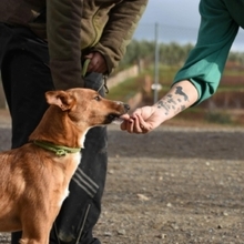 GASPAR, Hund, Podenco in Köln - Bild 44