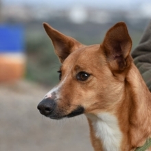 GASPAR, Hund, Podenco in Köln - Bild 45