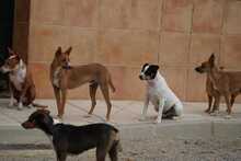GASPAR, Hund, Podenco in Köln - Bild 6