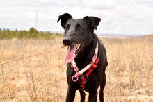 ZAIDA, Hund, Mischlingshund in Spanien - Bild 1