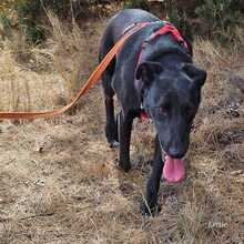 ZAIDA, Hund, Mischlingshund in Spanien - Bild 11