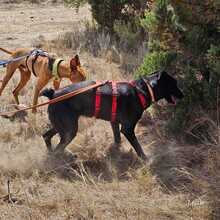 ZAIDA, Hund, Mischlingshund in Spanien - Bild 12