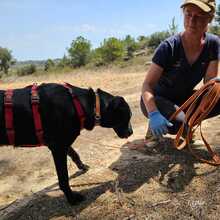 ZAIDA, Hund, Mischlingshund in Spanien - Bild 13