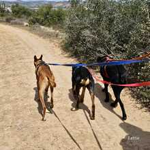 ZAIDA, Hund, Mischlingshund in Spanien - Bild 14