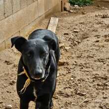 ZAIDA, Hund, Mischlingshund in Spanien - Bild 17