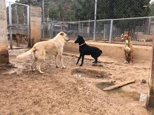 ZAIDA, Hund, Mischlingshund in Spanien - Bild 18