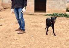 ZAIDA, Hund, Mischlingshund in Spanien - Bild 19