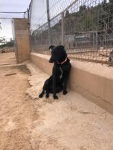 ZAIDA, Hund, Mischlingshund in Spanien - Bild 20