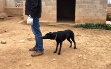 ZAIDA, Hund, Mischlingshund in Spanien - Bild 21