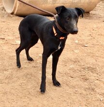 ZAIDA, Hund, Mischlingshund in Spanien - Bild 22