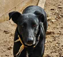 ZAIDA, Hund, Mischlingshund in Spanien - Bild 9