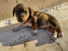 SCOOBY, Hund, Mischlingshund in Griechenland - Bild 2
