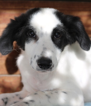 GIGINO, Hund, Mischlingshund in Euskirchen - Bild 10